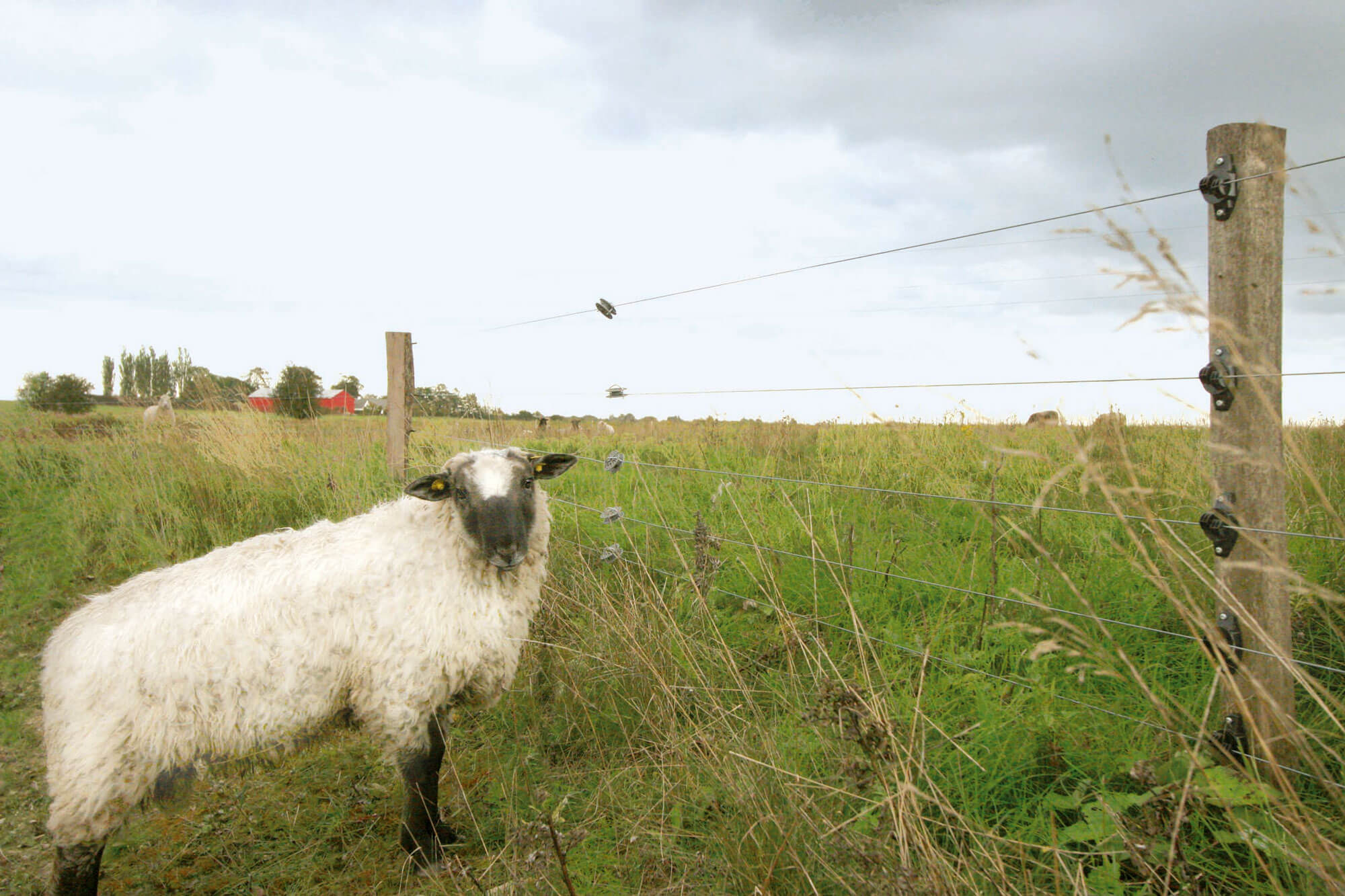 Et hvidt får står foran et elhegn og kigger til siden.