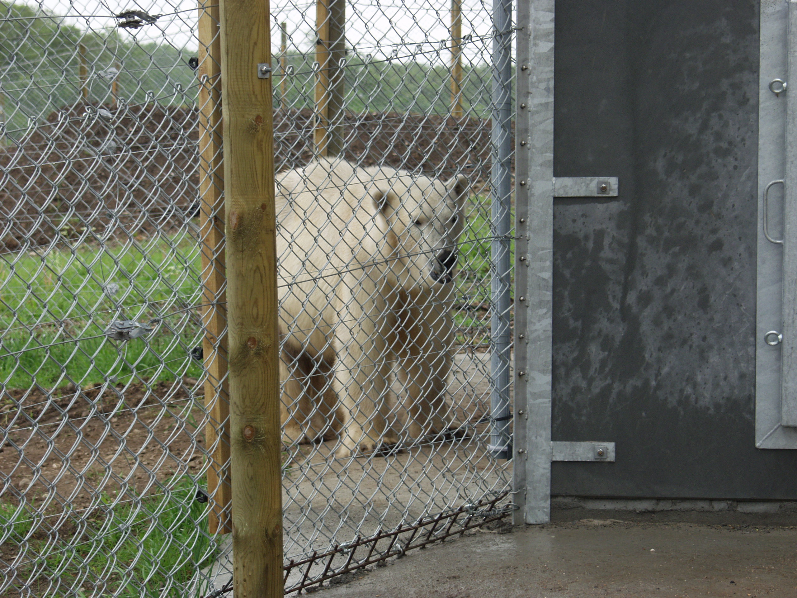 En isbjørn går trygt i sin indhegning, der består af både et elhegn og et nethegn.