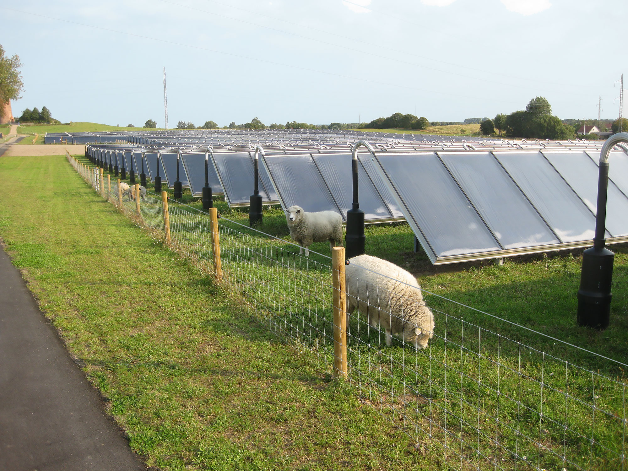I en indhegnet solcellepark går flere får og græsser.