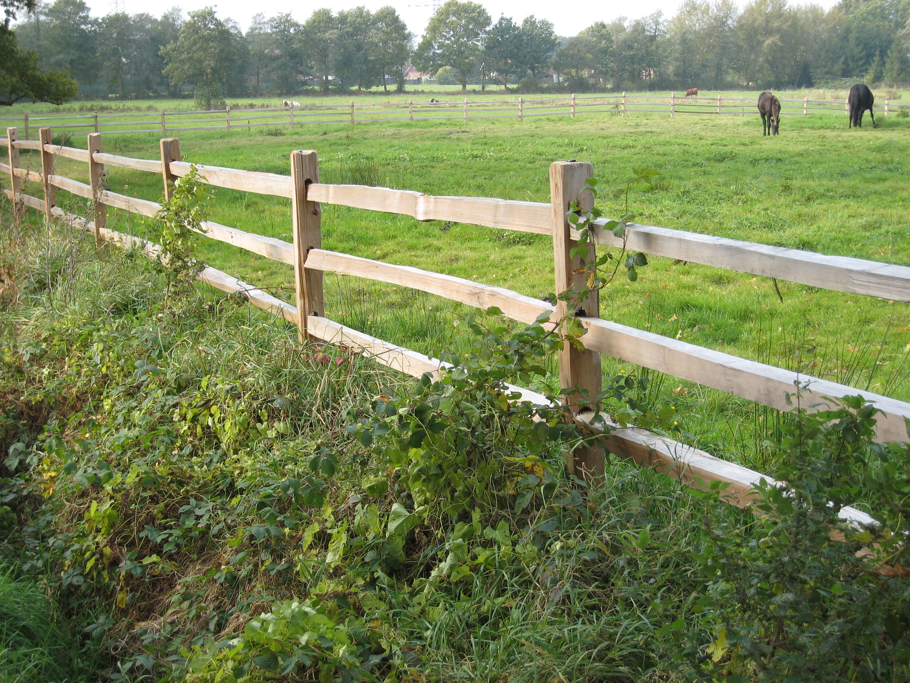 Et rustikt hestehegn i cedertræ afgrænser en eng, hvor to heste græsser.