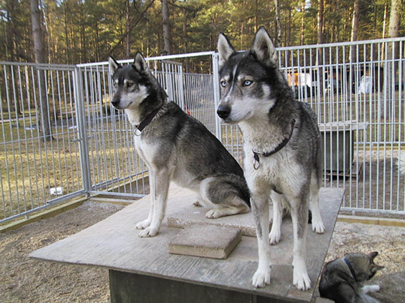 To hunde af racen Siberian Husky sidder på toppen af deres hundehus inde i en hundegård.