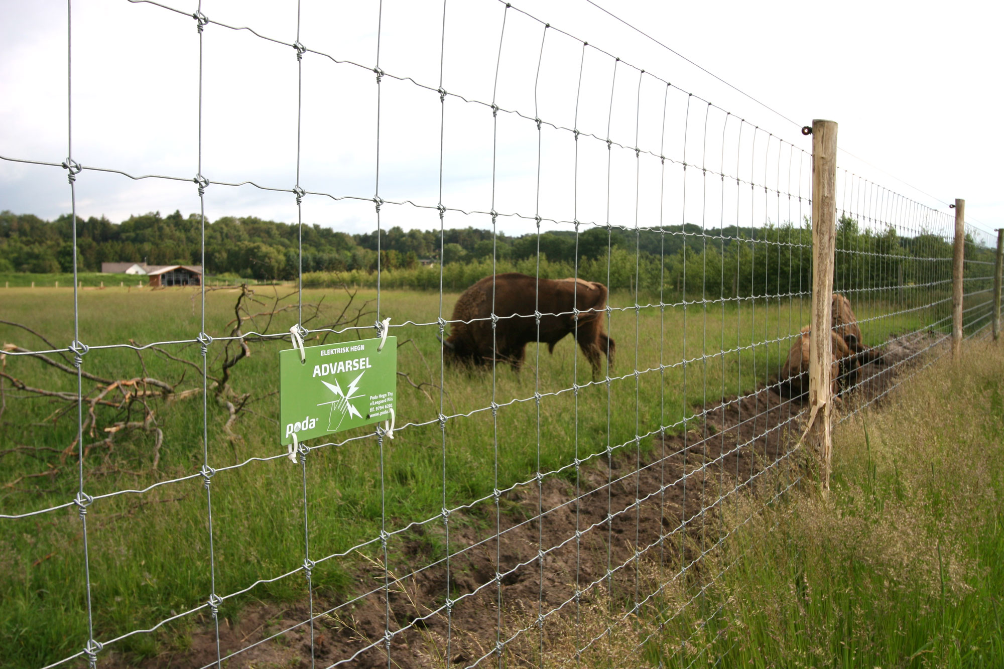 Tre bisoner går bag et nethegn. Et advarselsskilt viser, at hegnet er strømførende.