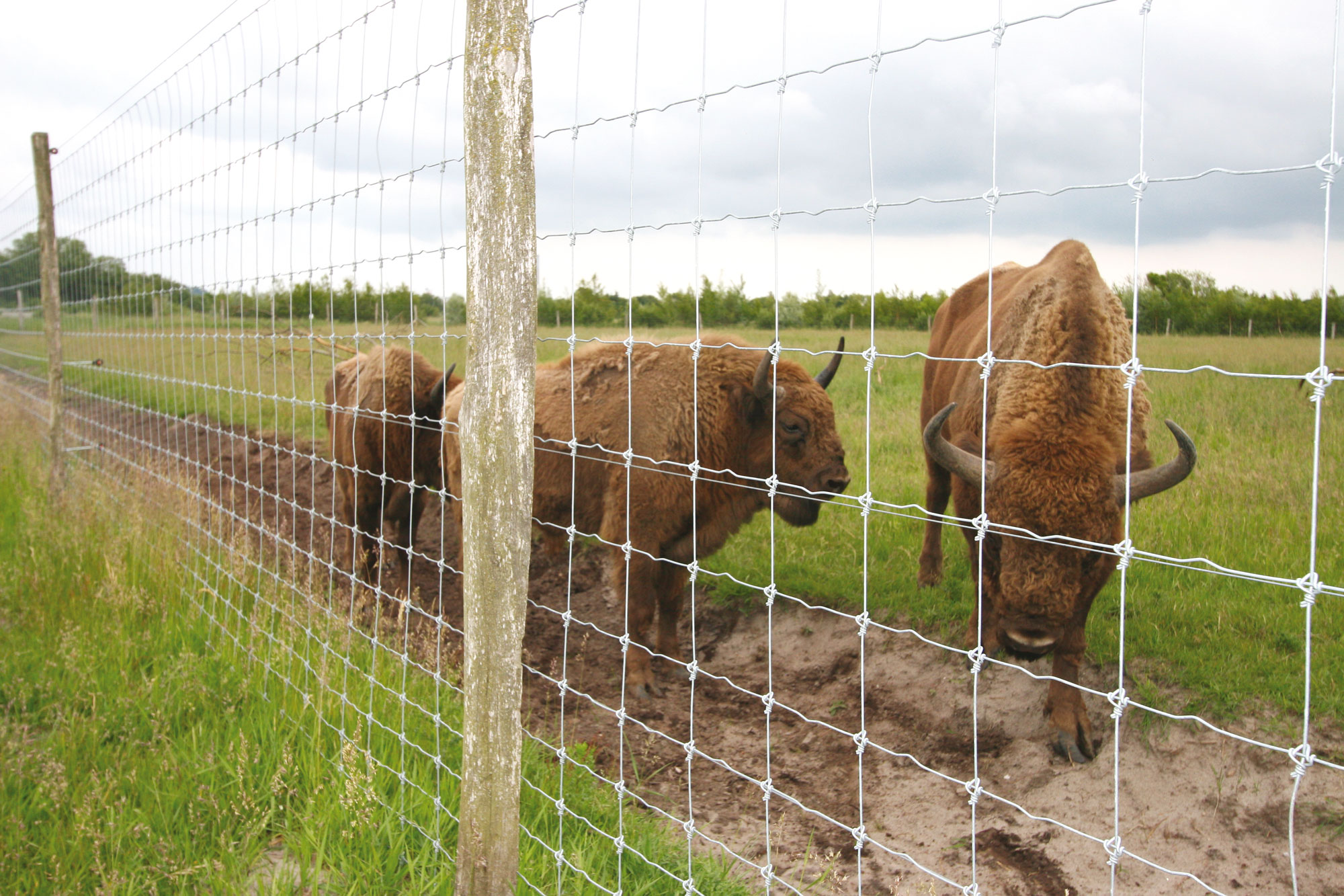 Tre bisoner står bag et højt nethegn i en zoo.