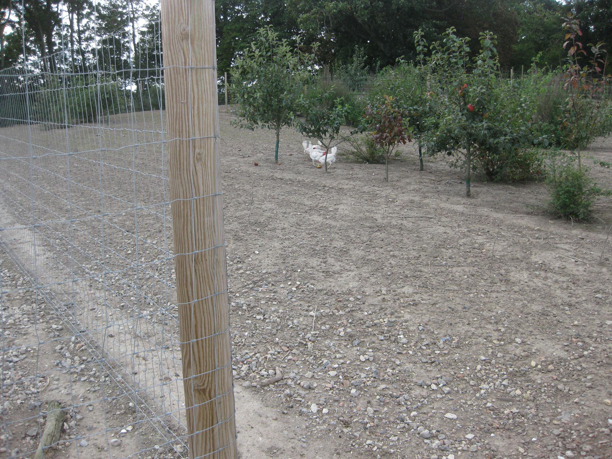 Et højt nethegn sørger for at en flok høns bliver i deres hønsegård.