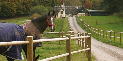 En hest står med hævet hoved og iagttager omgivelserne, mens en anden hest græsser. Begge heste står bag et hestehegn langs en landejendoms indkørsel.