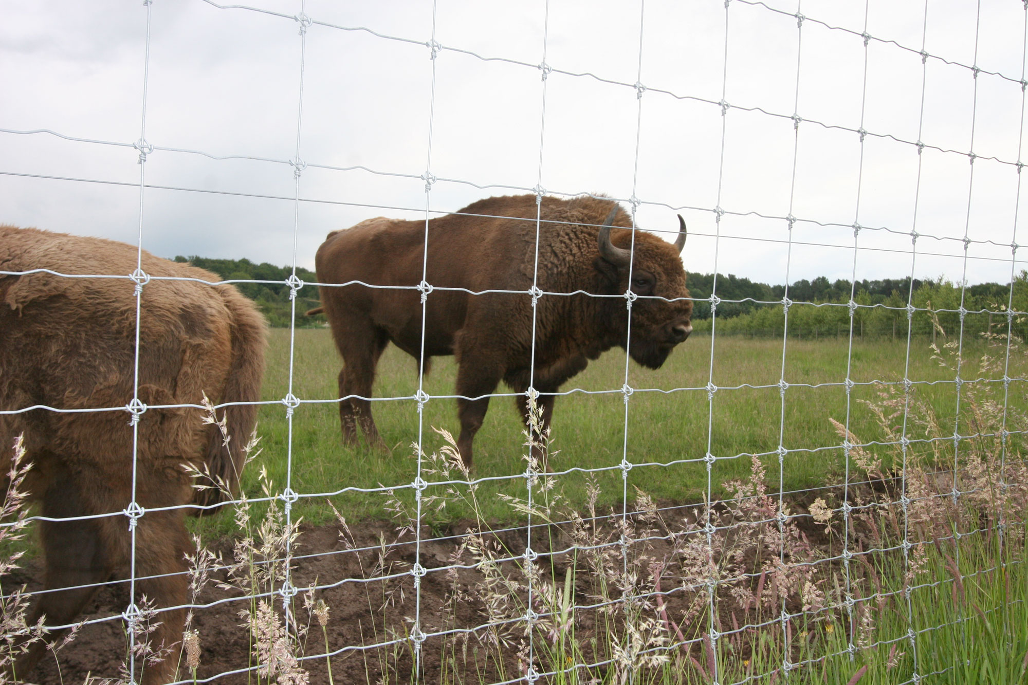 To bisoner græsser i deres indhegning.