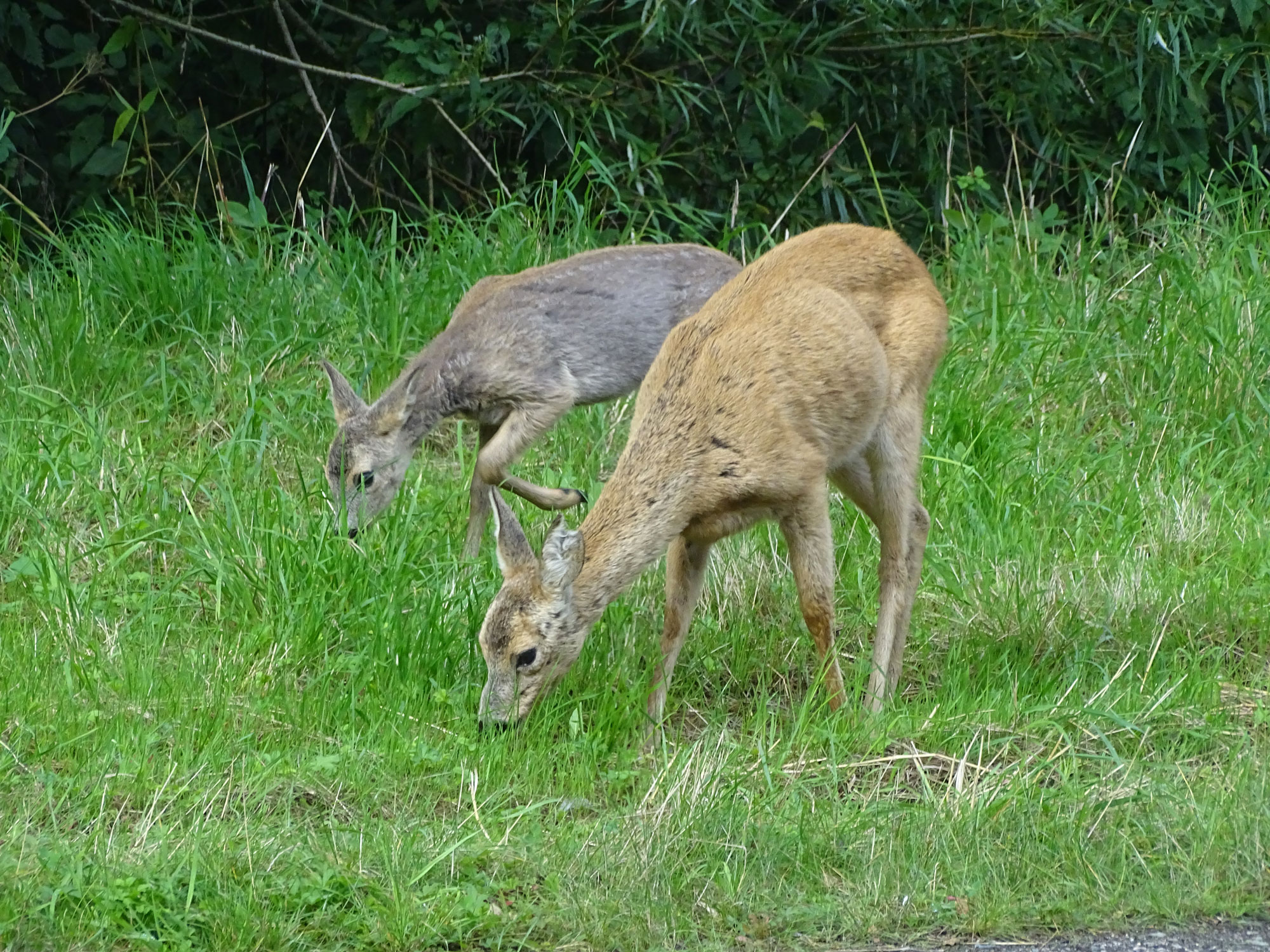 To hjorte går fredeligt og spiser græs.