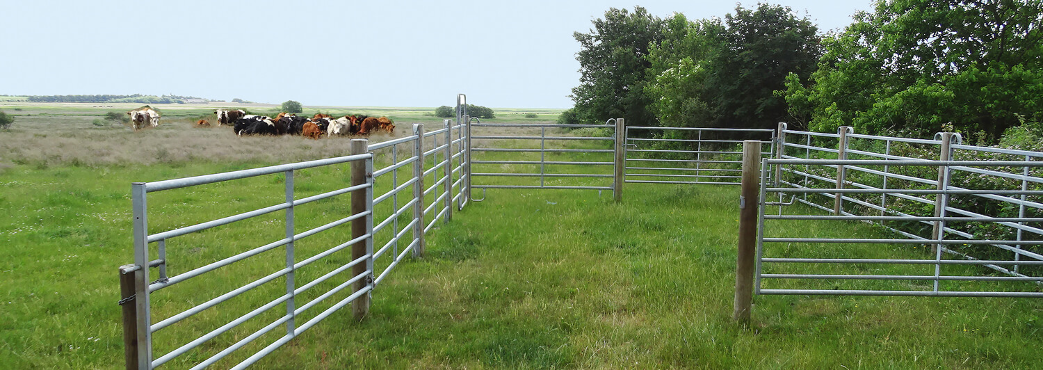 En kvægflok står på en mark ved siden af en fangefold.