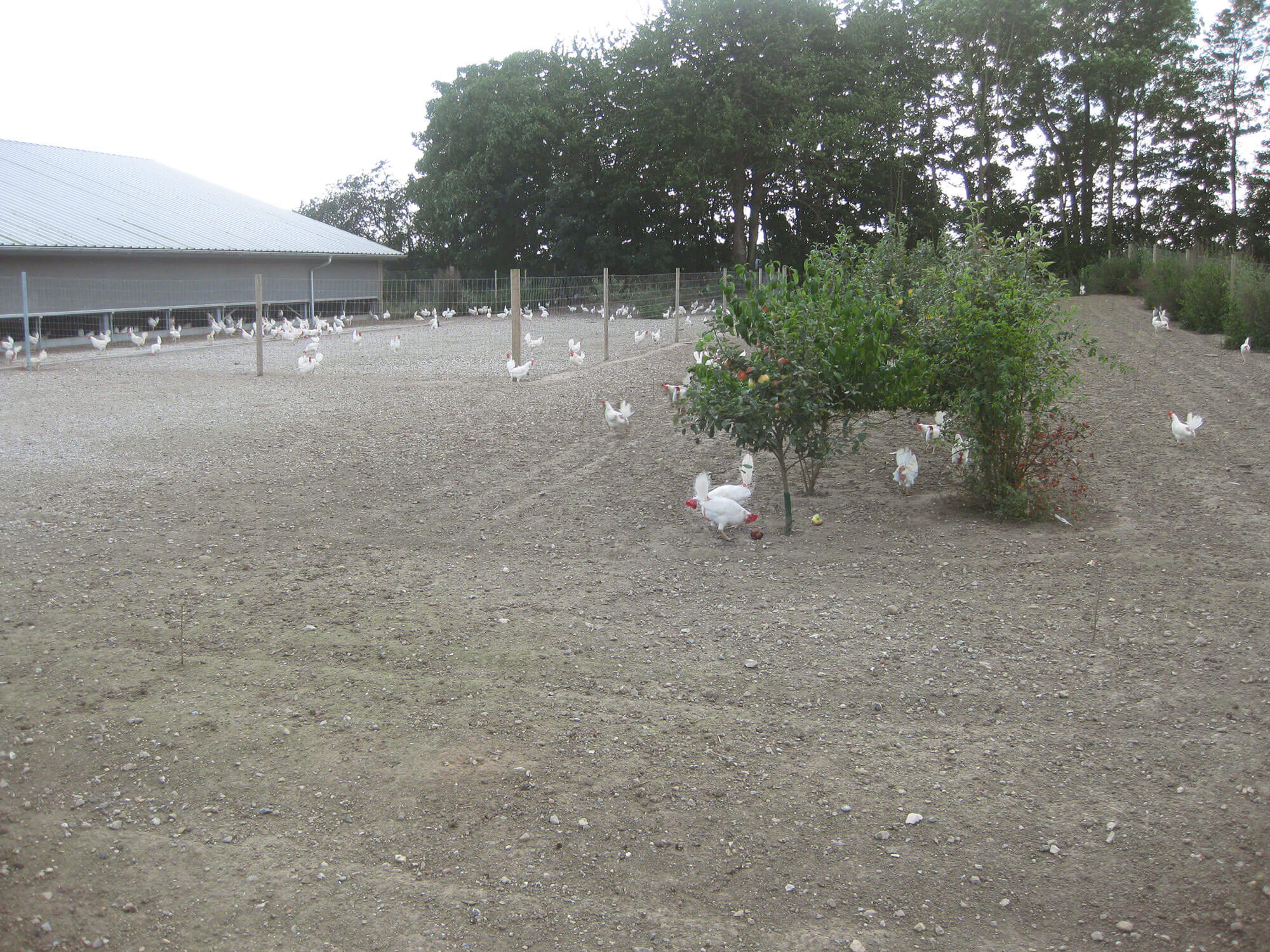Et stort antal høns går rundt i en stor udendørs indhegning.