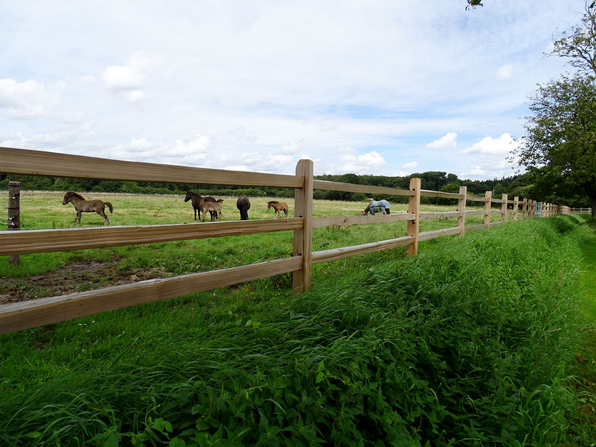 Mellem lægterne på et rustikt hestehegn kan flere heste og føl ses græsse i en hestefold.