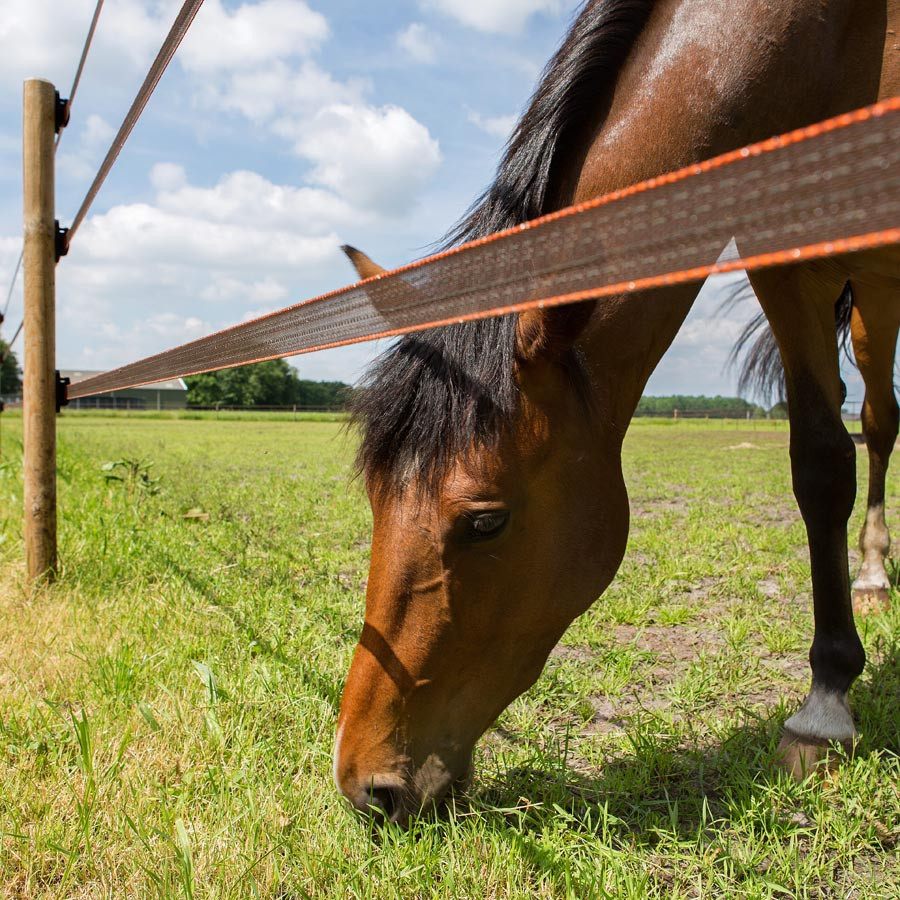En brun hest spiser græsset under et Polytape elhegn.