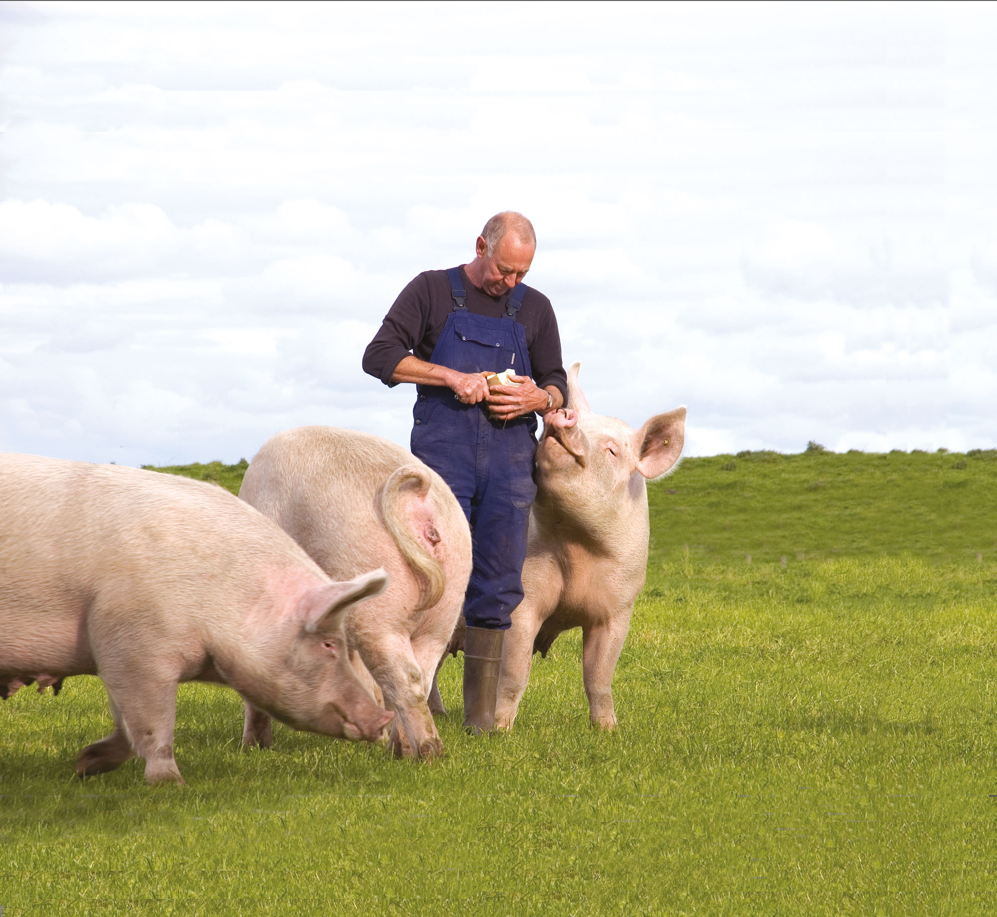 En svineavler står i en indhegning omgivet af tre store grise.