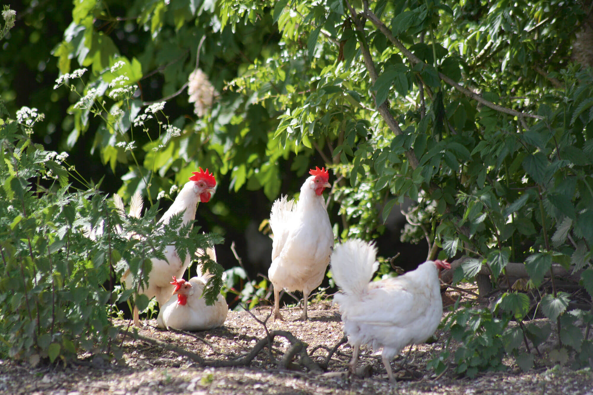 Fire fritgående høns går mellem buske og træer i deres hønsegård.