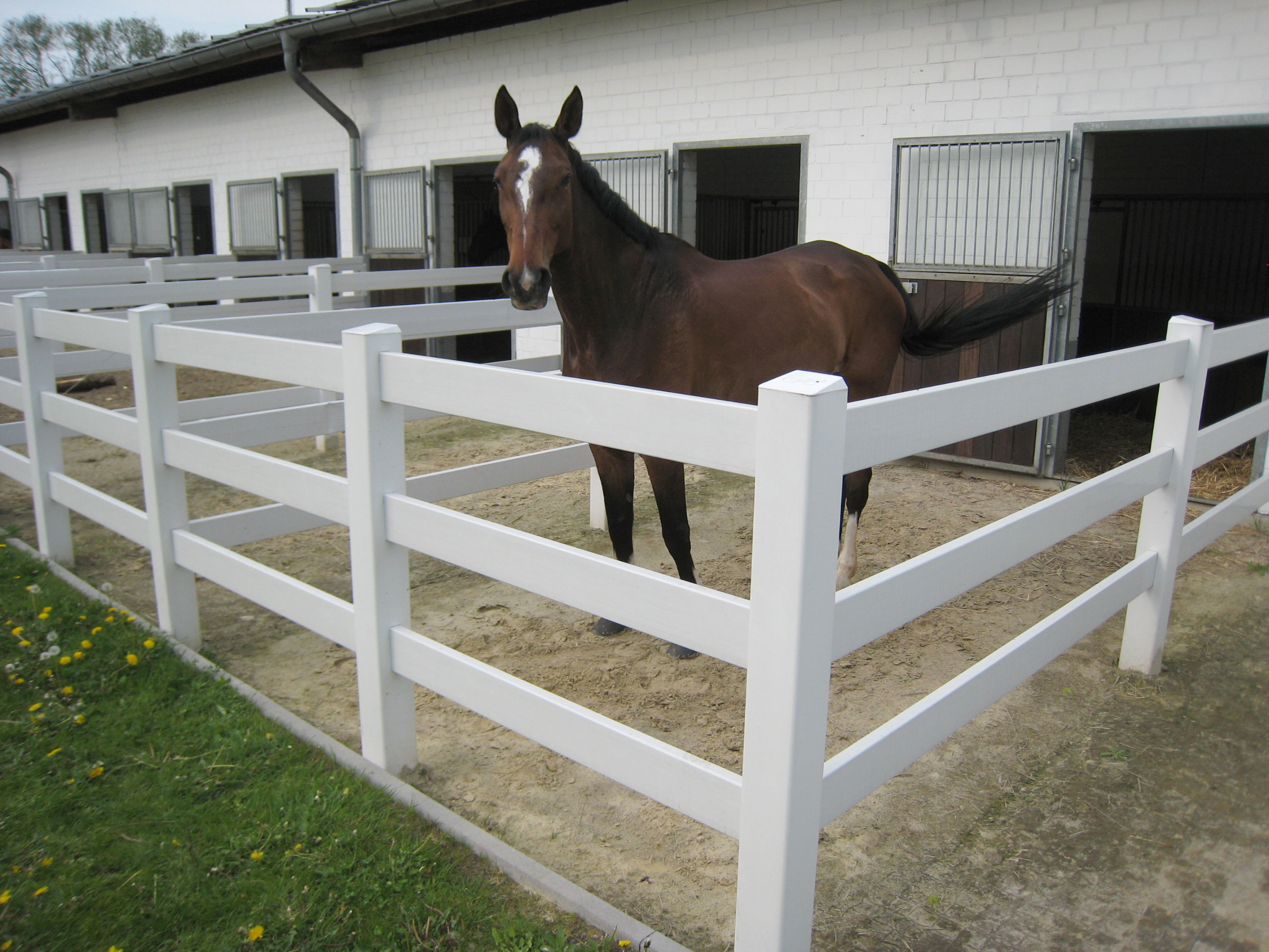 En brun hest står i dens egen lille indhegning i forbindelse med dens stald. Indhegningen består af et hestehegn i hvid plast.